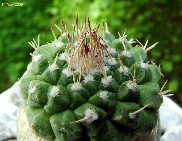 Strombocactus_ disciformis _ssp.esperanzae _03